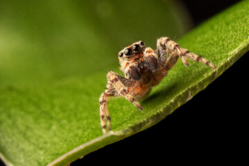 ARAÑA SALTARINA