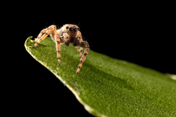 ARAÑA SALTARINA