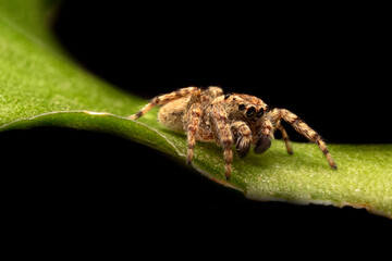 ARAÑA SALTARINA