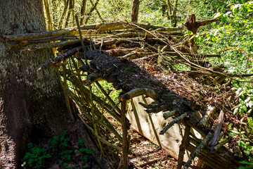 Old dilapidated hut in the wild forest under a tree