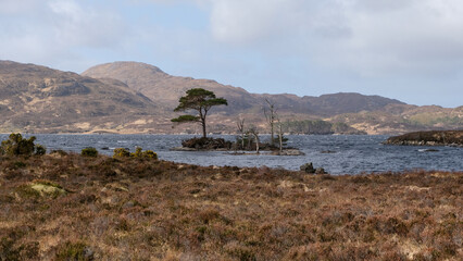 A small island of Lewisian gneiss precambrian metamorphic rock on Loch Inver, Assynt district of...
