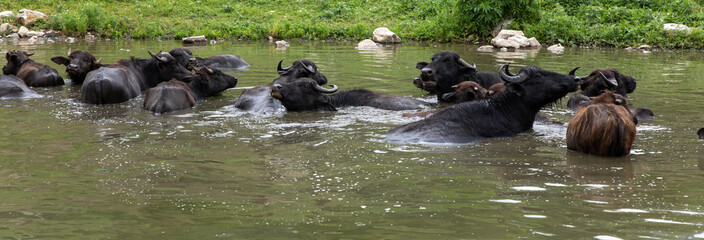 Cows in the lake, swimming, crossing the road, path stock photo