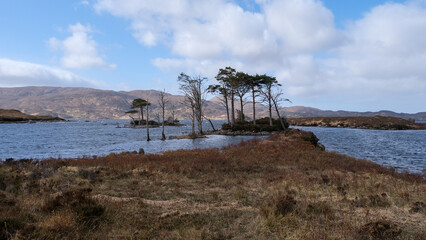 Lewisian gneiss precambrian metamorphic rock islands with trees on Loch Inver, Assynt district of...
