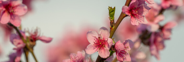 A branch with pink peach blossoms in spring