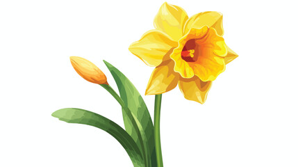 Single yellow daffodil narcissus spring flower with