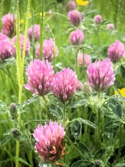 Fototapeta premium Various wild flowers and grasses in the English countryside 