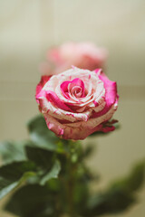  A pair of white and pink patterned roses blooming.