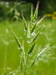Various wild flowers and grasses in the English countryside	