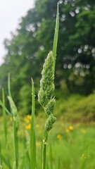 Various wild flowers and grasses in the English countryside	