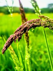 Various wild flowers and grasses in the English countryside	