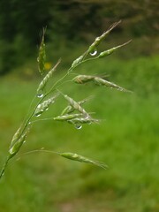 Various wild flowers and grasses in the English countryside	