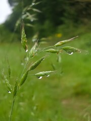 Various wild flowers and grasses in the English countryside	