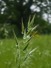 Various wild flowers and grasses in the English countryside	