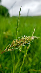 Various wild flowers and grasses in the English countryside	