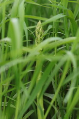 Asparagus  in the wild