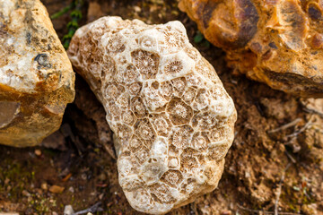 A fragment of fossilized colonial coral lying on the ground, searching for fossils. Kaluga region,...