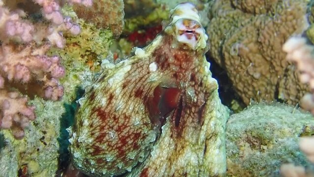 A close-up of a common octopus (Octopus vulgaris) eye peeking out from a coral enclave in Aqaba, Red Sea; a moment of marine intimacy. Macro slow motion.