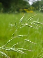 Various wild flowers and grasses in the English countryside	