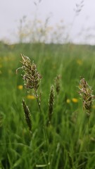 Various wild flowers and grasses in the English countryside	