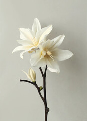 Modern Vanilla Flower Design. 
Simple Vanilla Blossom Illustration