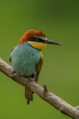 Żołna 
Bee-eater