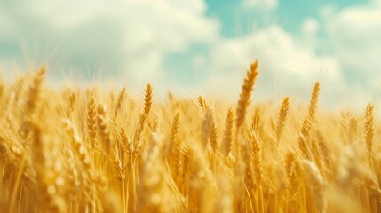 a wheat field