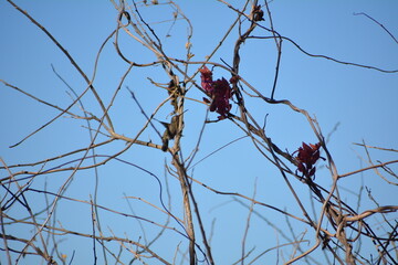 colibri alimentandose © Adrian Lazcano