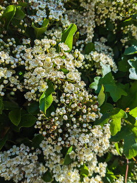 Flowers blooming hedge - Pyracantha coccinea (scarlet firethorn)