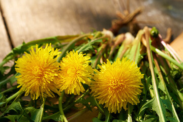 Whole dandelion plants with roots on a table