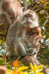 Monkey with baby in Black River Gorge National Park in Mauritius