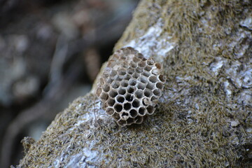 panal de abejas seco