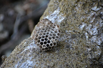 panal de abejas seco
