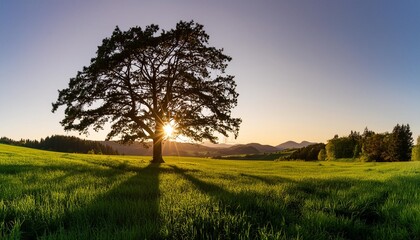 Fototapeta na wymiar the sun shining through a tree on a green meadow a panoramic vibrant rural landscape with clear blue sky before sunset