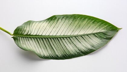 tropical leaf isolated on white