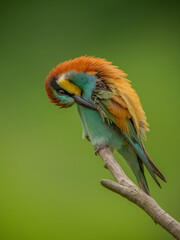 Bee eater
Merops apiaster 

żołna