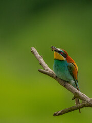 Bee eater
Merops apiaster 

żołna