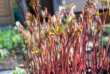 Close-up of peony sprouts in the flower garden.