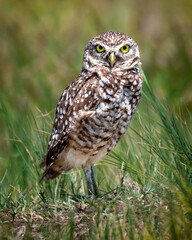 Burrowing Owl