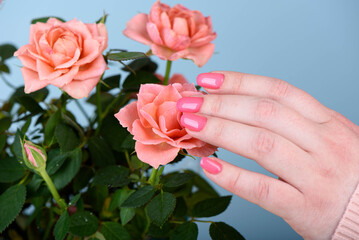 A woman's hand with a stylish pink manicure touches rose petals.