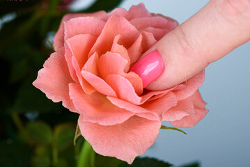 Delicate rose and woman's finger with pink manicure inside petals.