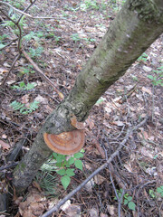 The disk of a trout fungus in the trunk of a young tree in a forest.