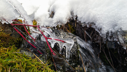 Obraz premium Red twig in winter with snow and creek