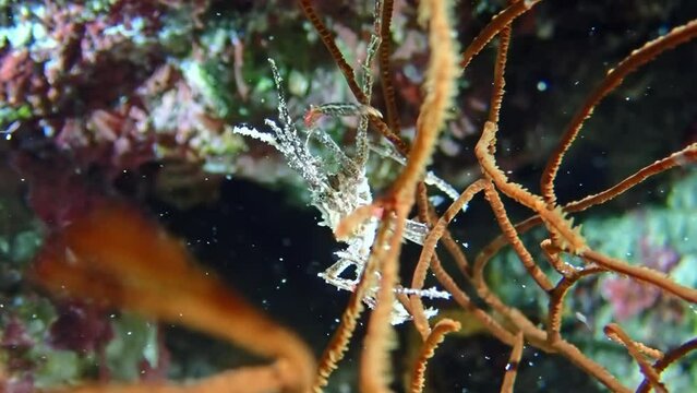 A ghostly spider crab (family Majidae) camouflaged against a coral backdrop in the deep waters of the Red Sea. Macro slow motion.