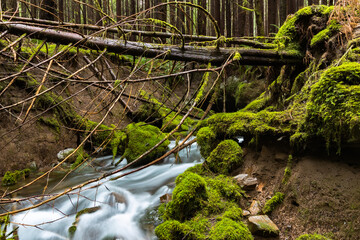 river flowing through canyon in forest