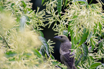 Bird surrounded by night-blooming jasmine, Thraupis palmarum, Cestrum nocturnum