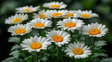 Fototapeta premium A close-up of white and yellow flowers with green leaves in the foreground and a blurry background