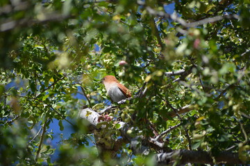 Cuco ardilla marrón