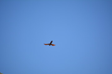 Cuco ardilla marrón