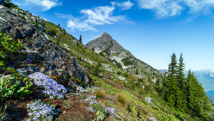 Mountain side with flowers blooming