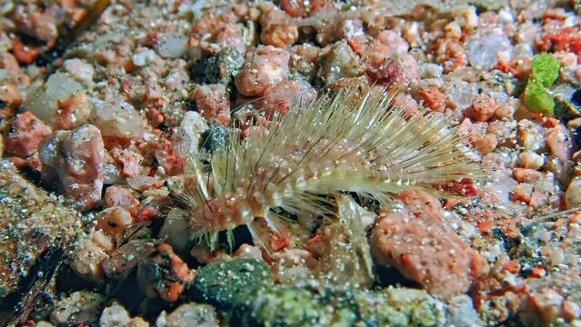 Close-up of Fire Worm (Chloeia flava) in Red Sea, Aqaba, Jordan, showcasing intricate details of bristles and vibrant coloration against sandy seabed. Macro slow motion.